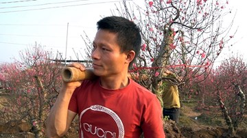 Thanh niên tứ xứ về Nhật Tân đánh gốc đào dịp Tết, kiếm tiền triệu mỗi ngày