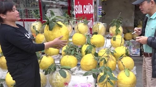 Bưởi khổng lồ 13kg/quả, giá bạc triệu hút khách chơi Tết