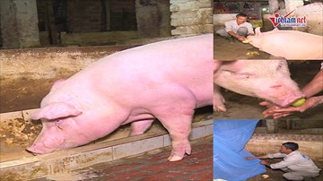 Dâng hoa quả, mắc màn ngủ phục vụ 'Ông lợn' trong lễ hội