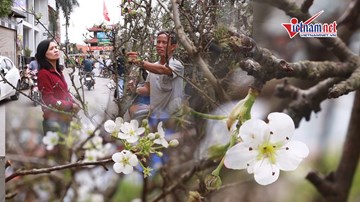 Đào phai màu, mai nở bung, lê trắng xuống phố hút khách Hà thành