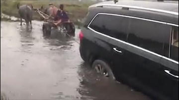 Xem xe trâu giải cứu ô tô hạng sang thoát khỏi đường lầy
