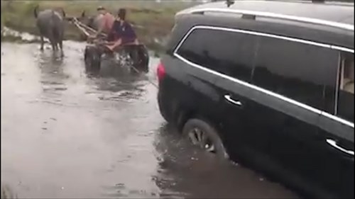 Xem xe trâu giải cứu ô tô hạng sang thoát khỏi đường lầy