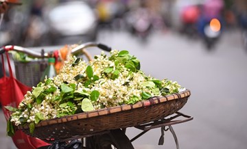 Hoa bưởi tinh khôi xuống phố, 'giá chát' vẫn nườm nượp người mua