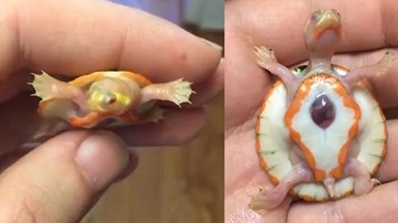 Chú rùa nhỏ bé có ‘trái tim đập bên ngoài lồng ngực’ gây xúc động