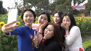 Mê mẩn vườn hoa hướng dương 2.000 m2 tại Hoàng thành Thăng Long