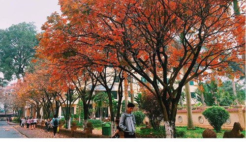 Khám phá con đường lá vàng đẹp như Hàn Quốc trong lòng Hà Nội