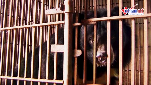 Nơi 'hồi sinh' những chú gấu bị lạm dụng chích hút mật