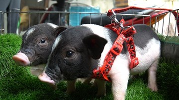 Chán mèo Tây, chó cảnh, giới trẻ Hà Thành đua nhau nuôi lợn mini tiền triệu