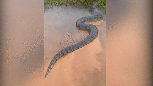 Trăn khổng lồ Nam Mỹ bò lổm ngổm trên mặt nước