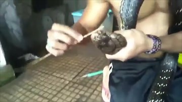 Xem người đàn ông tắm, xỉa răng cho rắn khổng lồ