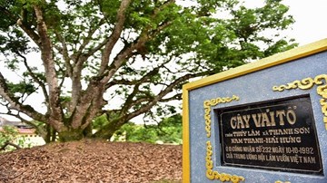 Chạm tay vào cây vải tổ 200 năm ở Hải Dương