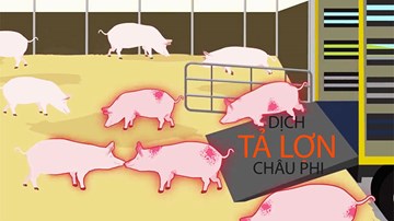 Tả lợn châu Phi: Cuộc chiến hơn 100 năm với dịch bệnh không thuốc chữa