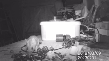 Con chuột đáng yêu bận rộn dọn dẹp dụng cụ cho cụ ông suốt đêm