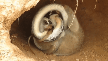 Rắn hung hăng quyết chiến lười Loris giành chỗ ở