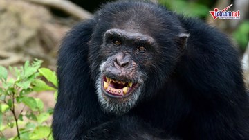 Bí ẩn rừng sâu: Sức mạnh kẻ cầm đầu trong thế giới tinh tinh