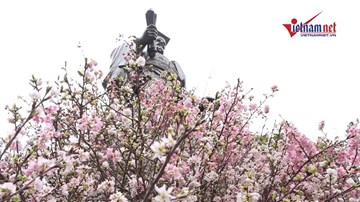30.000 cành đào 'bay' từ Nhật Bản về Hồ Gươm khoe sắc
