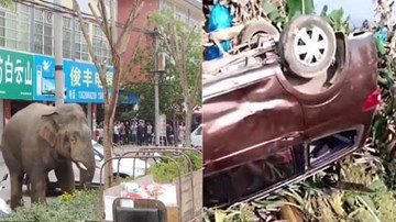 Bị 'cấm' quan hệ, voi đực lao vào khu dân cư đập phá để ‘xả hưng phấn’