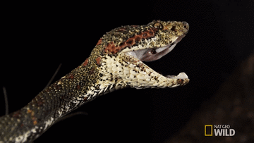 Loài rắn cực độc tung nhát cắn tử thần