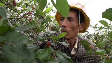 Nông dân hối hả thu hoạch dâu tằm, kiếm tiền triệu mỗi ngày