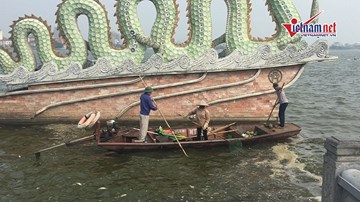 Cá lại chết hàng loạt tại Hồ Tây
