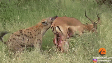 Linh dương bị linh cẩu 'mổ bụng' ăn sống