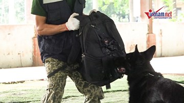 Cách thoát nạn bằng chai nhựa, giày dép khi bị chó tấn công