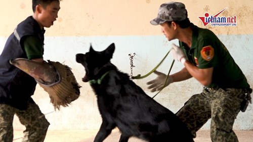 Cần làm gì để giải cứu người đang bị chó dữ tấn công?