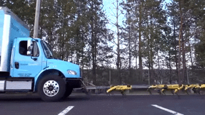 Chó robot có thể làm việc nhóm, hợp lực kéo xe tải lên dốc
