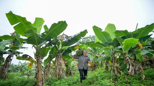 Gặp người phụ nữ 35 năm hái lá chuối mưu sinh