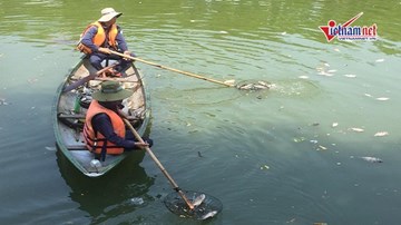 Cá chết trắng nhiều ngày, sông Phú Lộc bốc mùi hôi thối