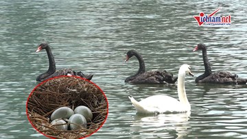 Đàn thiên nga ở hồ Thiền Quang liên tục đẻ trứng
