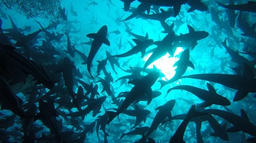 Trang trại đặc biệt cung cấp thức ăn cho cả thế giới vào năm 2050?