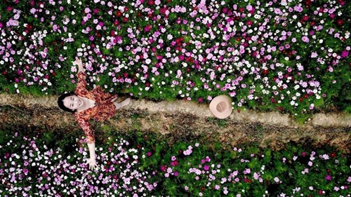 Cánh đồng bậc thang hoa cánh bướm Hà Lan có '1-0-2' tại Sa Pa