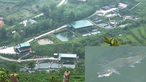 'Đột nhập' trang trại nuôi cá hồi Sa Pa thu hàng tỷ mỗi năm