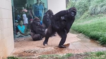 Gia đình khỉ đột 'sợ bị ướt' tìm chỗ trú mưa gây sốt cộng đồng mạng