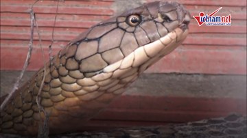 Cận cảnh cặp rắn hổ khổng lồ ở miền Tây