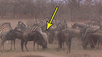 Ngựa vằn tung cú đá trời giáng khiến linh dương giãy đành đạch