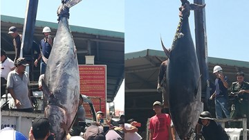 Ngư dân Phú Yên câu được cá ngừ khổng lồ nặng gần 4 tạ