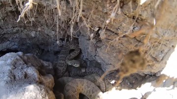 Vào hang chứa hàng trăm con rắn đuôi chuông cực độc