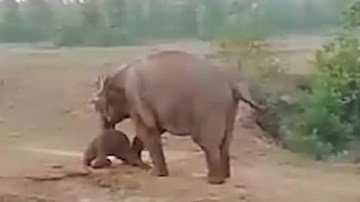 Cảm động voi mẹ Ấn Độ nhất quyết không bỏ lại voi con bị ốm