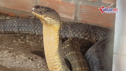Du khách kéo về xem cặp rắn hổ mây ở An Giang: 1 con có dấu hiệu thay da