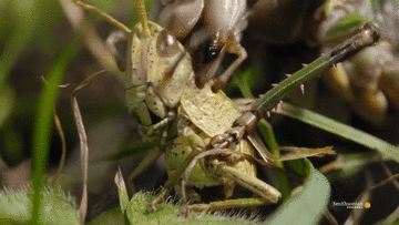 Xem muồm muỗm nhai ngấu nghiến châu chấu