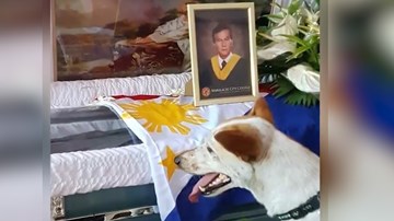 Cảm động chú chó chờ đợi và khóc trước linh cữu người chủ đã qua đời