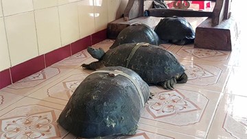 Cụ rùa 100 tuổi ăn chay, nghe kinh Phật trong chùa ở miền Tây