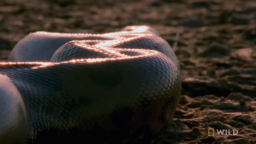 Trăn Anaconda: Quái vật khổng lồ đáng sợ nhất ở đầm lầy Amazon