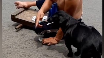 Chú chó đi bán vé số giúp ông chủ khuyết tật gây sốt cộng đồng mạng