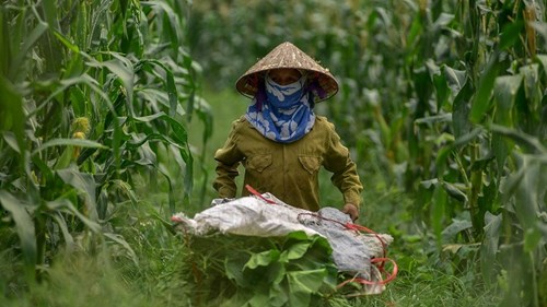 Hai chị em 'bỏ nhà ra đảo', kiếm tiền triệu mỗi ngày nhờ rau sạch