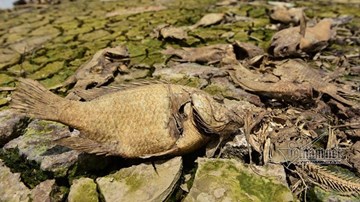 Đồng Nai: Xác cá chết khô rải dài hơn 4km bên bờ sông La Ngà