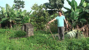 3 sào hồng xiêm và mít ở Hưng Yên bị kẻ gian chặt trơ gốc sau 1 đêm