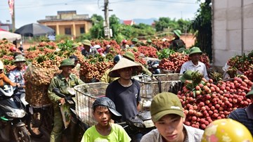 Vải thiều Lục Ngạn giá chót vót, thương lái chen mua ùn tắc quốc lộ